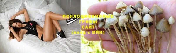 крисы Новокубанск